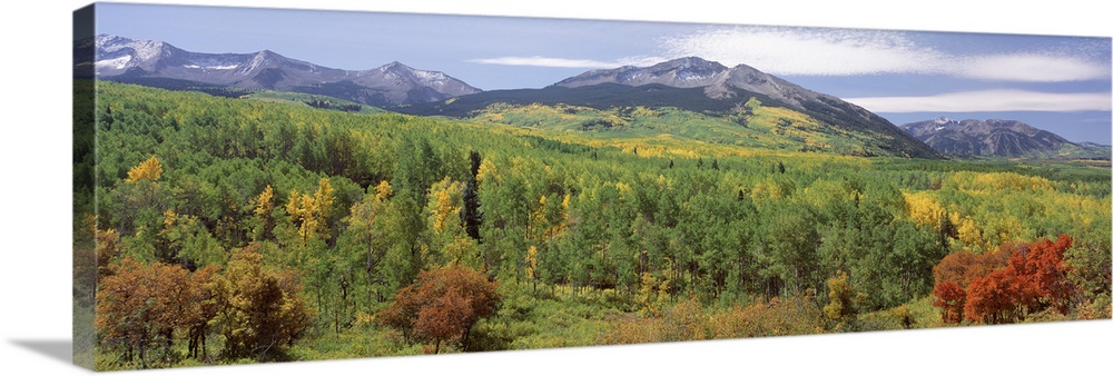High angle view of a forest, Gunnison National Forest, West Elk Mountains, Colorado