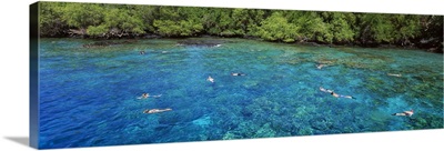 High angle view of a group of people snorkeling, Kealakekua Bay, Hawaii