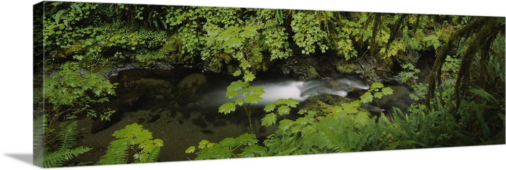 High angle view of a lake in the forest, Willaby Creek, Olympic National Forest, Washington State