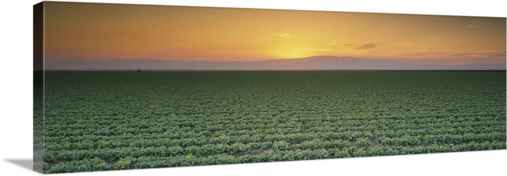 High angle view of a lettuce field at sunset, Fresno, San Joaquin Valley, California