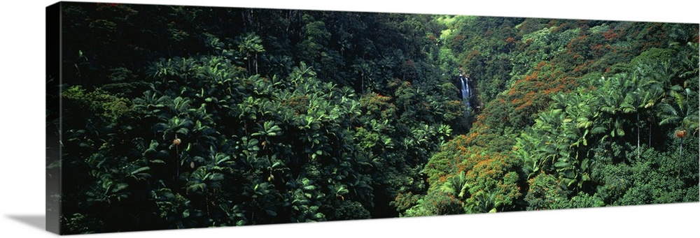 High angle view of a rainforest, Hawaii