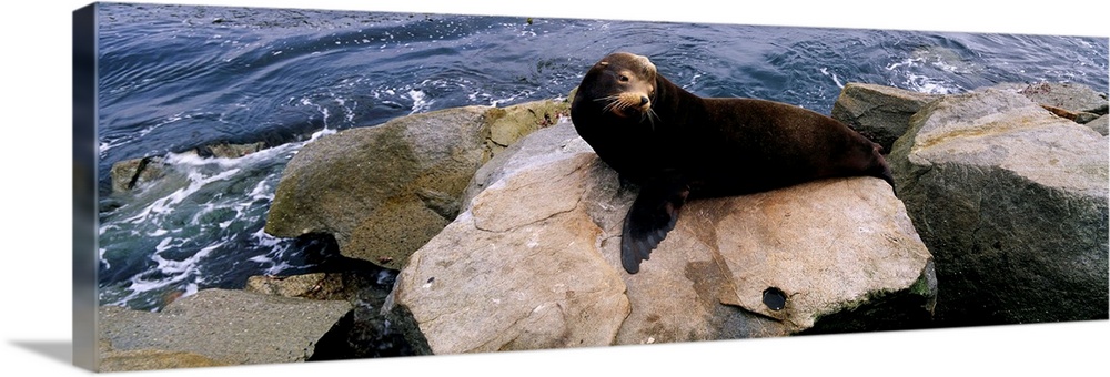 High angle view of a sea lion lying on a rock at the coast, Fishermans Wharf, Monterey, California