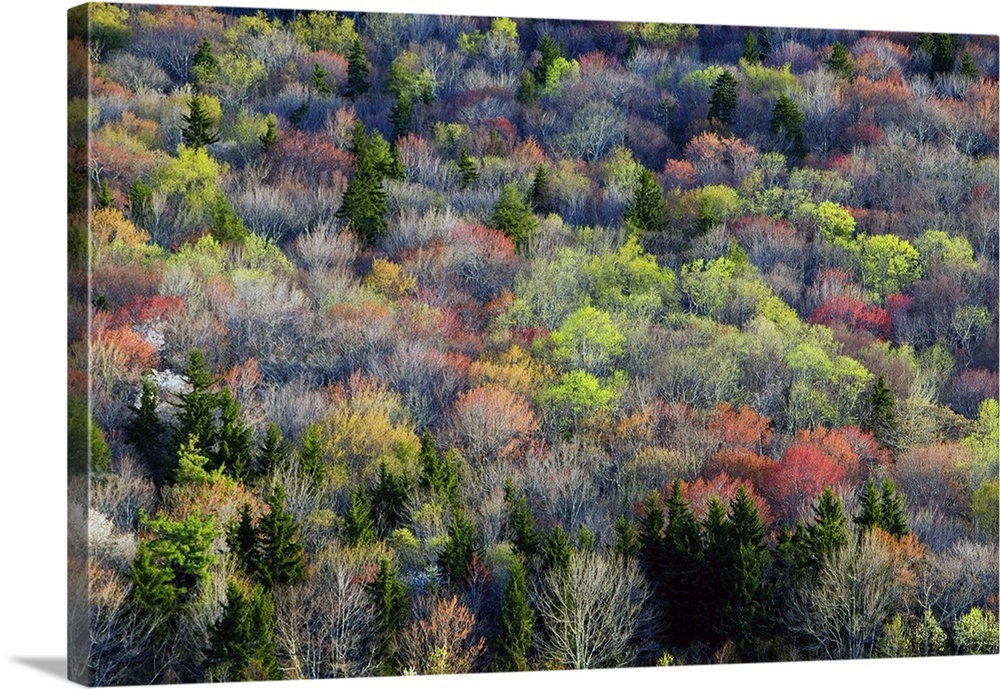 High angle view of Appalachian hardwood forest, Blue Ridge Parkway