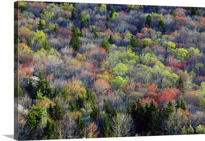 High angle view of Appalachian hardwood forest, Blue Ridge Parkway, spring, North Carolina