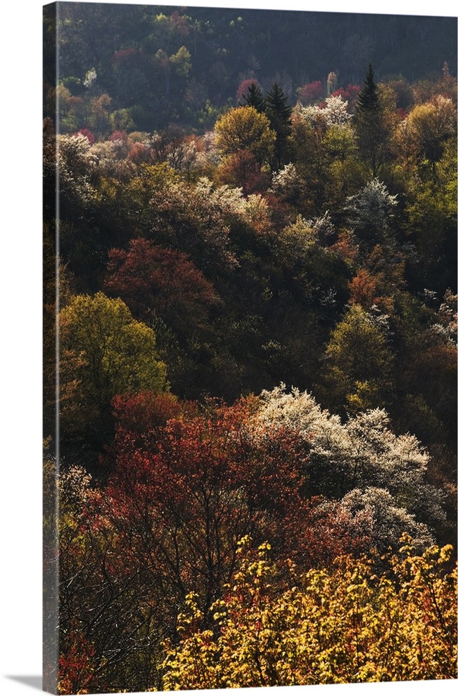 High angle view of Appalachian hardwood forest with serviceberry trees (Amelanchier arborea) in bloom, Blue Ridge Parkway,...
