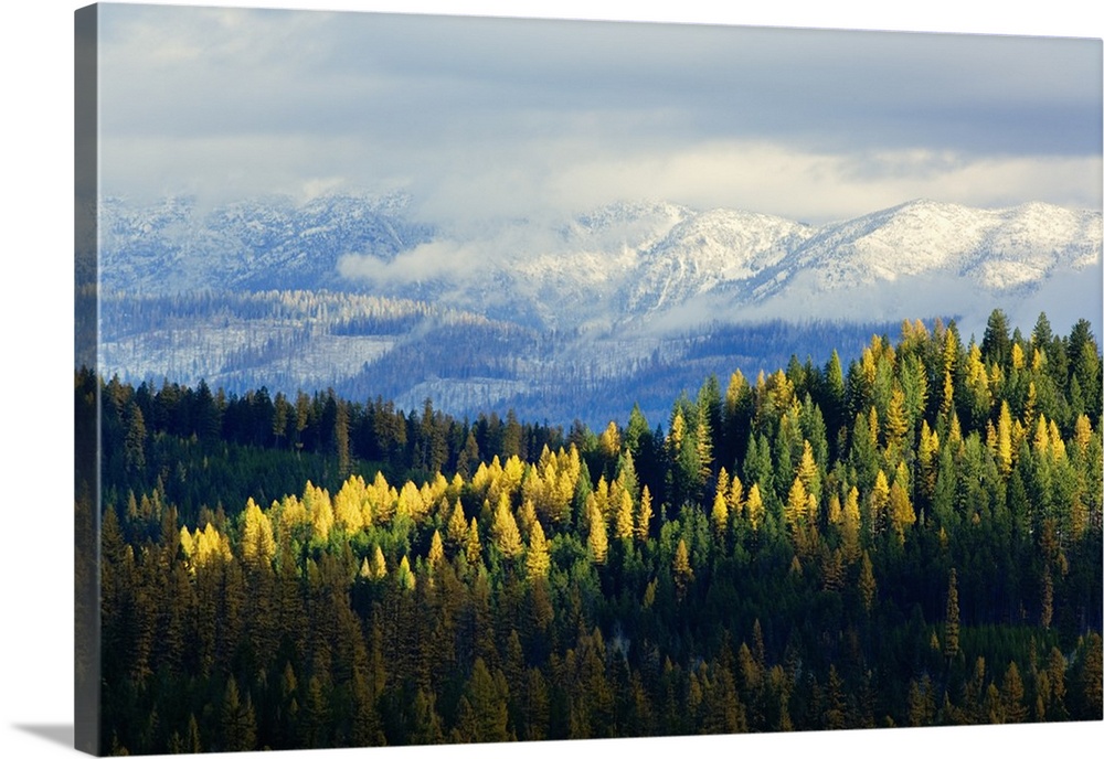 High angle view of autumn color larch trees in pine tree forest, snowcapped Whitefish Mountain Range, Montana