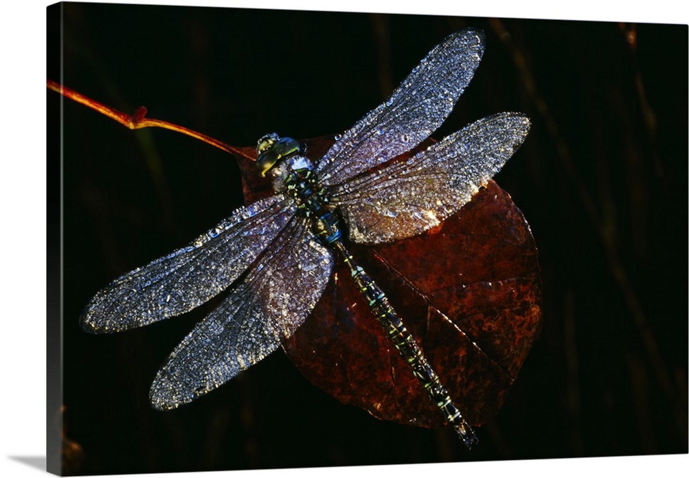 High angle view of blue darner dragonfly on leaf, close up, Canada.