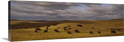 High angle view of buffaloes grazing on a landscape, North Dakota