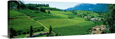 High angle view of fields, Bolzano, Italy