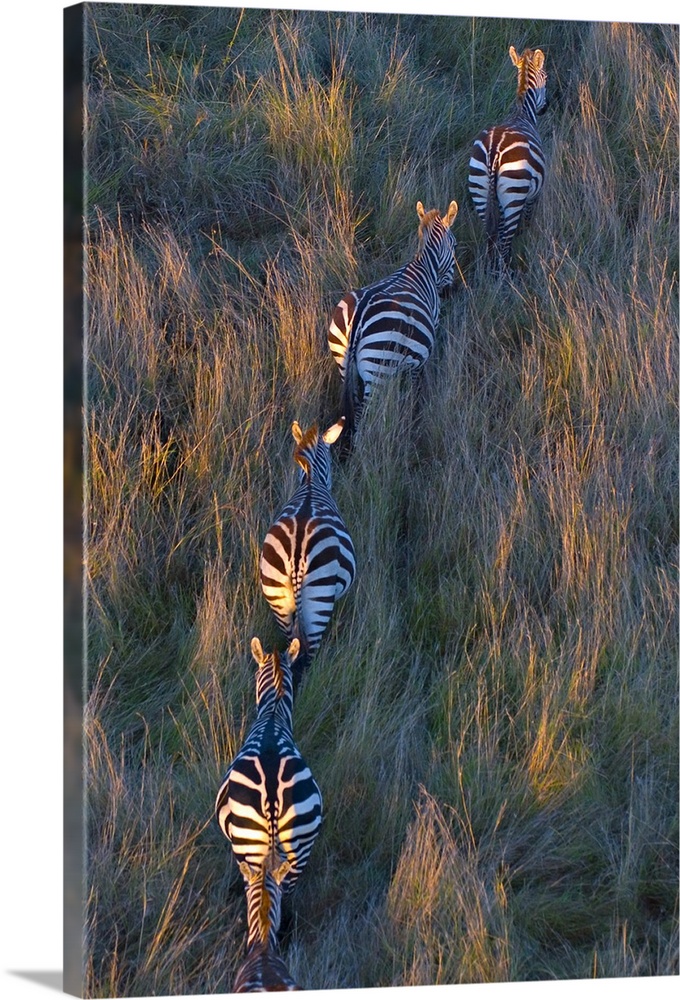High angle view of five Zebras walking in a row, Masai Mara National Reserve, Kenya