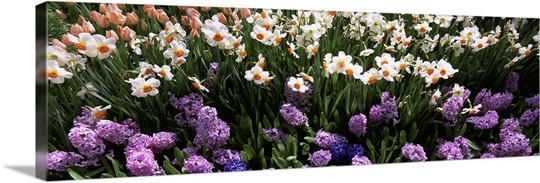 High angle view of flowers in spring, Botanical Gardens of Buffalo ...