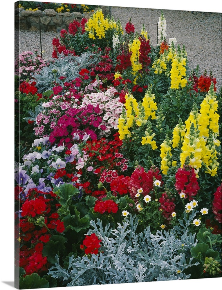 High angle view of flowers, Mesa, Maricopa County, Arizona Wall Art