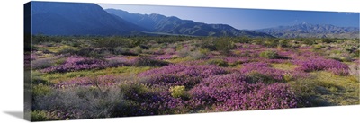 High angle view of flowers on a landscape, Anza Borrego Desert State Park, California