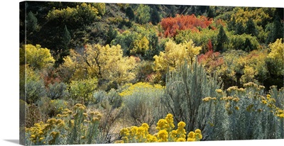 High angle view of flowers, Utah County, Utah