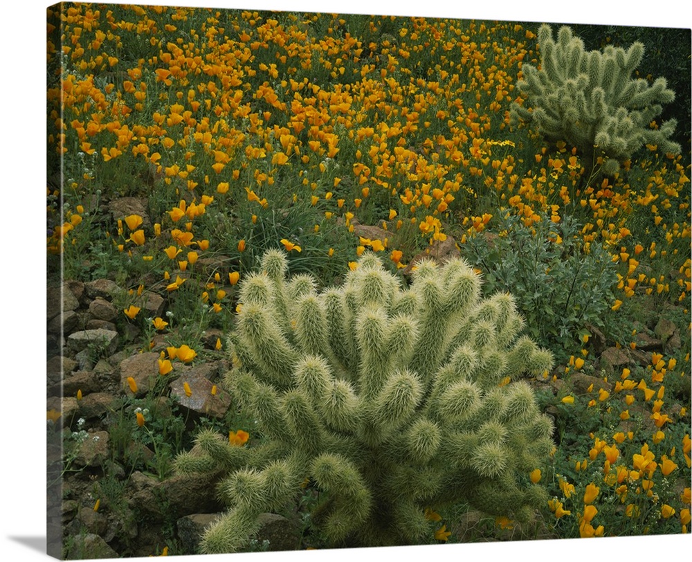 High angle view of Mexican Gold Poppies (Eschscholzia mexicana) with Teddy Bear Cholla (Opuntia bigelovii) Cactus in a fie...