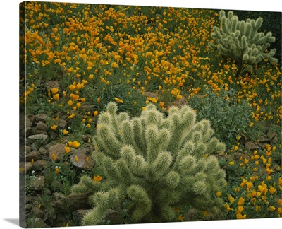 High angle view of Mexican Gold Poppies (Eschscholzia mexicana) with Teddy Bear Cholla (Opuntia bigelovii) Cactus in a field, Superstition Mountains, Hewitt Canyon, Tonto National Forest, Pinal County, Arizona