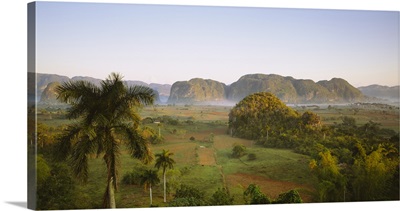 High angle view of palm trees on a landscape, Vinales, Cuba
