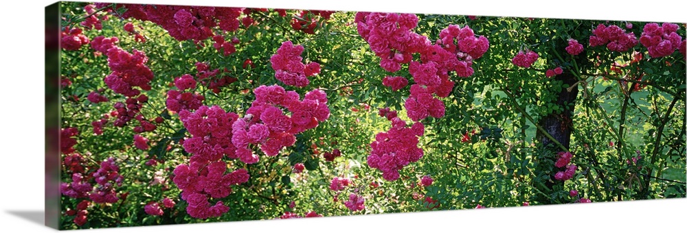 High angle view of pink roses on a trellis, Elizabeth Park, Hartford, CT