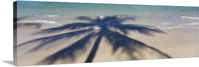 High angle view of shadow of a tree on the beach, Hawaii