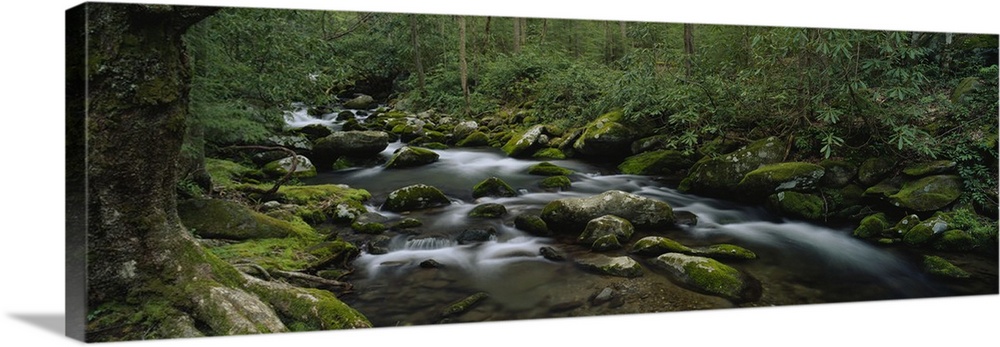 Panoramic photograph on a big canvas of a rocky stream surrounded by a dense, green forest in the Great Smoky Mountains Na...