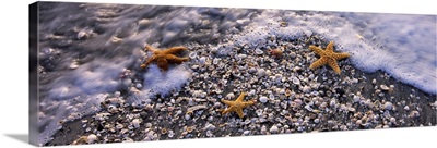 High angle view of three starfish on the beach, Gulf Of Mexico, Florida