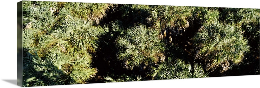 High angle view of trees, Myakka River State Park, Sarasota, Sarasota County, Florida,