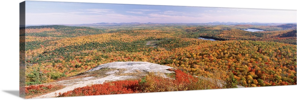 High angle view of trees on a mountain, Bangor Area, Peaked Mountain, Clifton, Maine