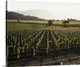 image thumbnail of High angle photo looking down at rows of grape vines growing in Napa Valley, California with the Mayacamas mountain range ...