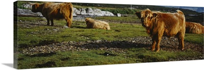 Highland Cattle on a grassy field, Isle of Mull, Scotland