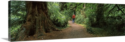 Hiker walking in a forest, Redwood Forest, California