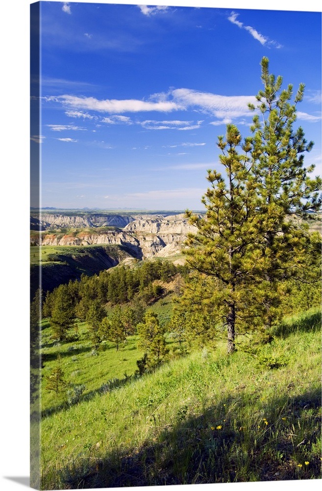 Hillside pine trees, distant bluffs of Missouri Breaks, Upper Missouri