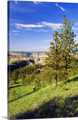 Hillside pine trees, distant bluffs of Missouri Breaks, Upper Missouri River Breaks National Monument, Montana