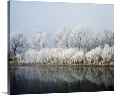 Hoarfrost-covered trees along Mississippi River, Upper Mississippi National Wildlife Refuge, Wisconsin
