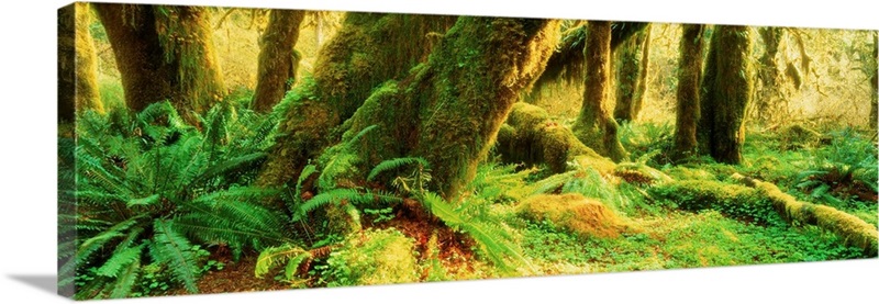 Hoh Rain Forest Olympic Peninsula WA | Great Big Canvas