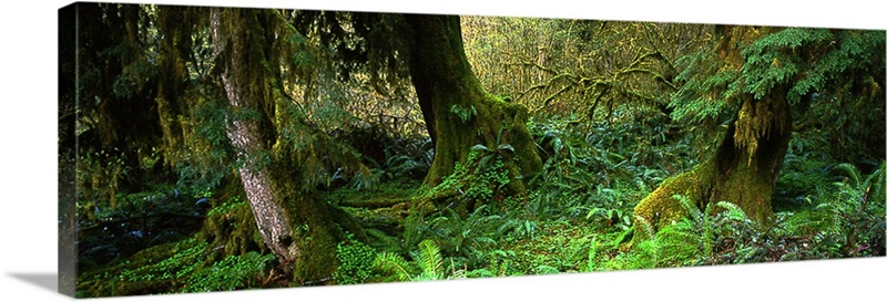 Hoh Rain forest WA Wall Art, Canvas Prints, Framed Prints, Wall Peels ...