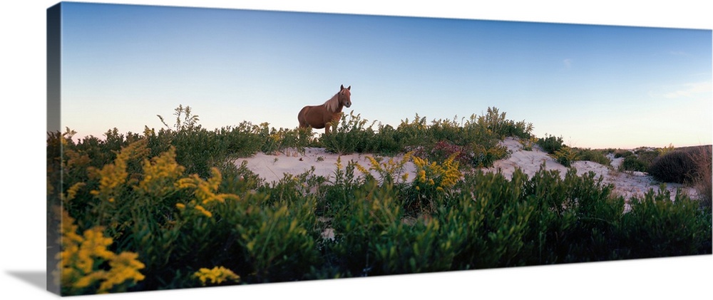 Horse grazing on beach, assateague island, delmarva peninsula, maryland, USA.