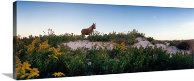 Horse Grazing On Beach, Assateague Island, Delmarva Peninsula, Maryland, USA