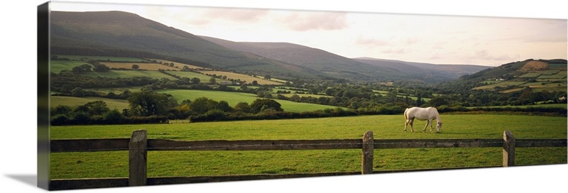 Horse in a field, Enniskerry, County Wicklow, Republic Of Ireland Wall ...