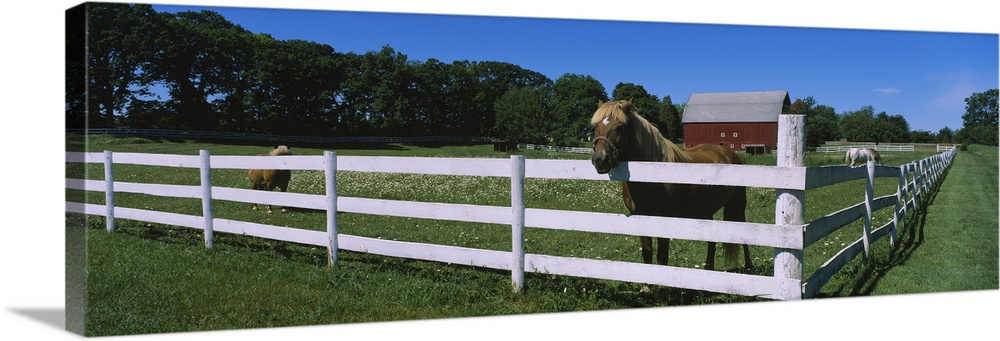 Horse peeking over a fence on a farm, Kent County, Michigan