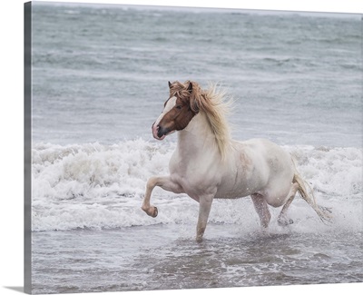 Horse running on coastline, Iceland