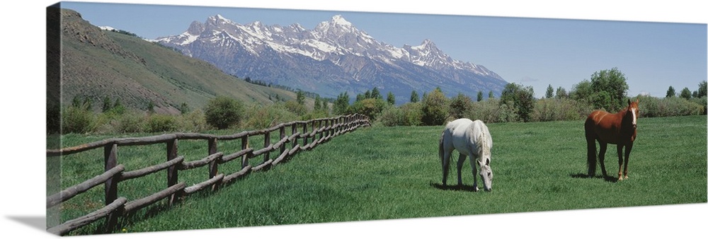 Large, panoramic photograph of two horses grazing in a fenced field near a hillside, snow covered mountains in the backgro...