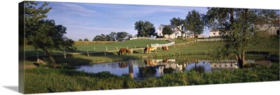 Horses grazing at a farm, Amish Country, Indiana