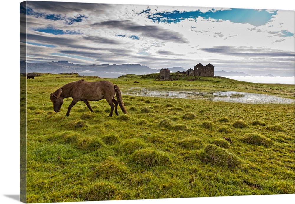 Horses grazing by vidbordssel- abandoned farm, hornafjordur, iceland.