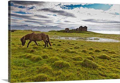 Horses Grazing By Vidbordssel- Abandoned Farm, Hornafjordur, Iceland