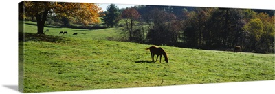 Horses grazing in a field, Kent County, Michigan