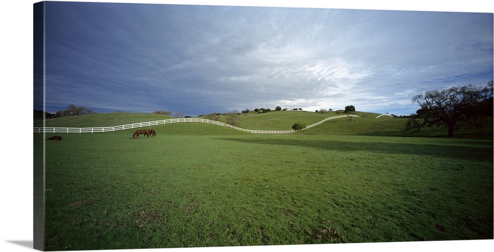 Horses grazing in a field, Los Olivas, California