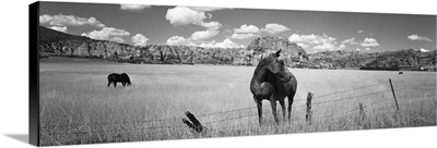 Horses grazing in a meadow, Kolob Reservoir, Utah