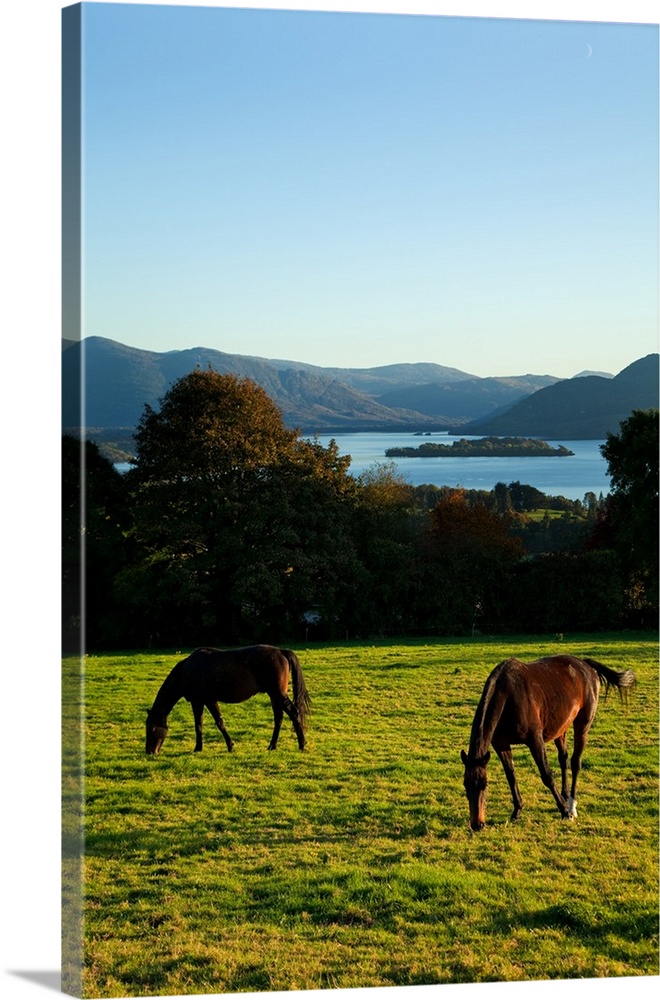 Horses on the Hill of Aghadoe, Overlooking Lough Leane, Killarney National Park