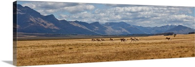 Horses running in field with mountain range in the background, South Africa