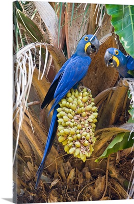 Hyacinth macaws Anodorhynchus hyacinthinus eating palm nuts Three Brothers River Meeting of the Waters State Park Pantanal Wetlands Brazil